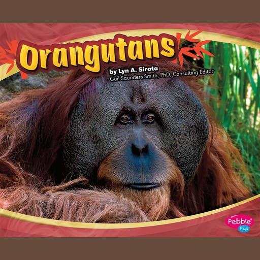 Orangutans, Joanne Mattern