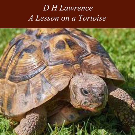 A Lesson on a Tortoise, David Herbert Lawrence