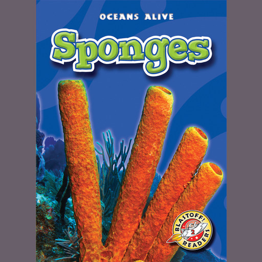 Sponges, Colleen Sexton