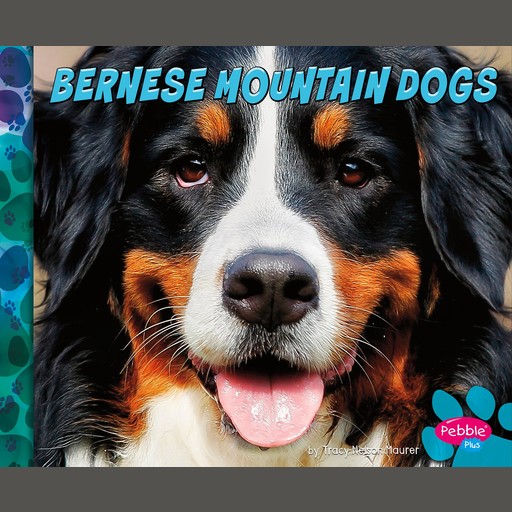 Bernese Mountain Dogs, Allan Morey
