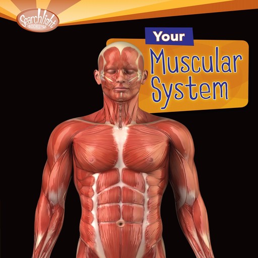 Your Muscular System, Rebecca Johnson