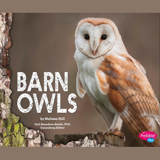 Barn Owls, Melissa Hill