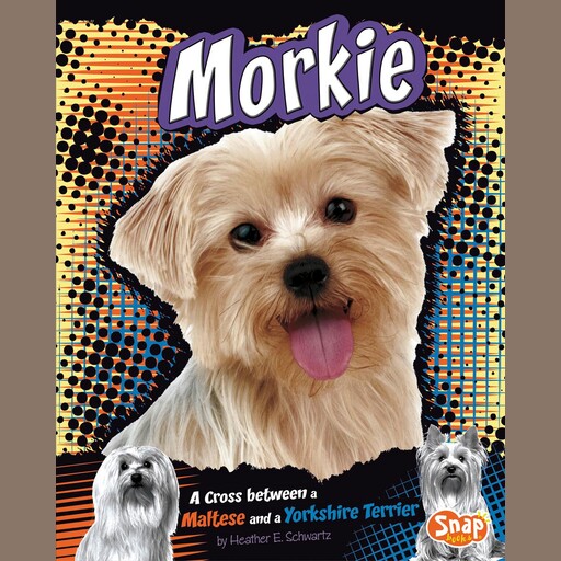 Morkie, Heather Schwartz