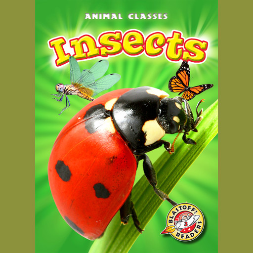Insects, Kari Schuetz
