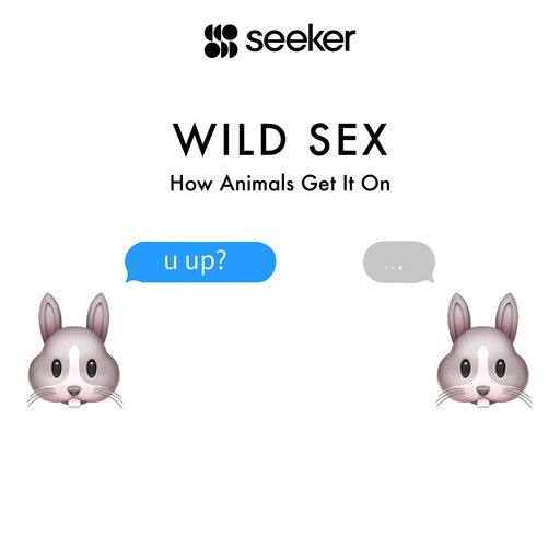 Wild Sex, Seeker