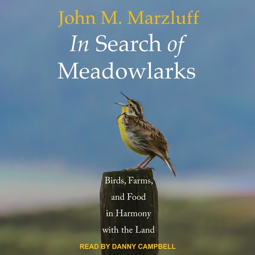 In Search of Meadowlarks, John M. Marzluff