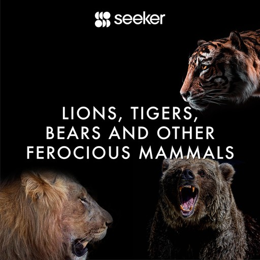 Lions, Tigers, Bears and Other Ferocious Mammals, Seeker