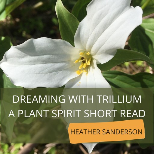 Dreaming with Trillium, Heather Sanderson