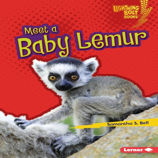 Meet a Baby Lemur, Samantha Bell