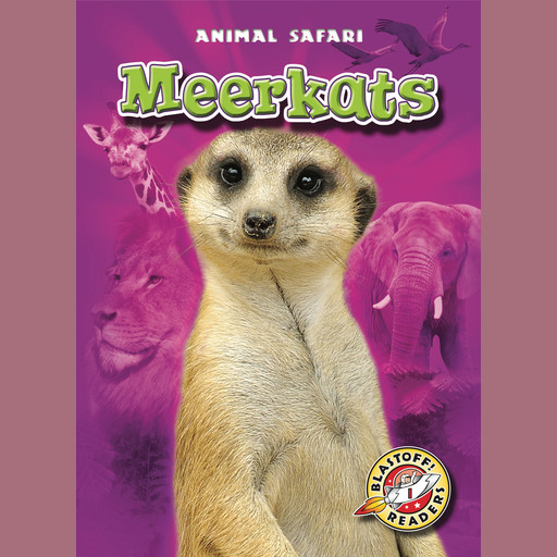 Meerkats, Kari Schuetz