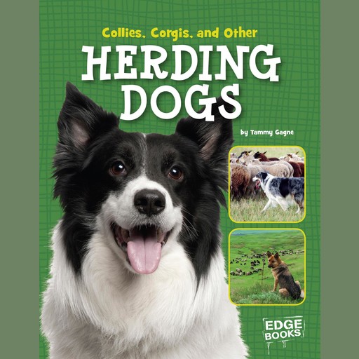 Collies, Corgies, and Other Herding Dogs, Tammy Gagne