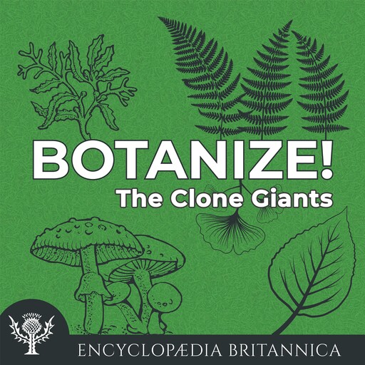 The Clone Giants, Melissa Petruzzello