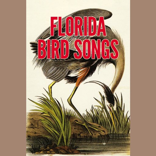 Florida Bird Songs, Donald J. Borror, Maurice L. Glitz