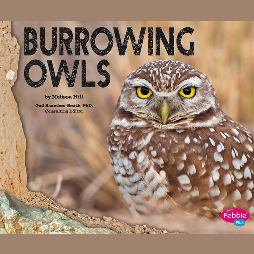 Burrowing Owls, Melissa Hill