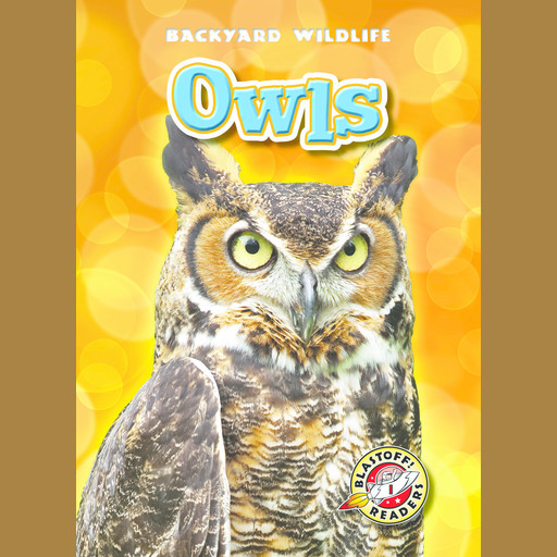 Owls, Kari Schuetz