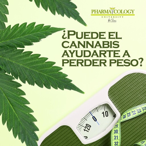 ¿Puede el cannabis ayudarte a perder peso?, Pharmacology University