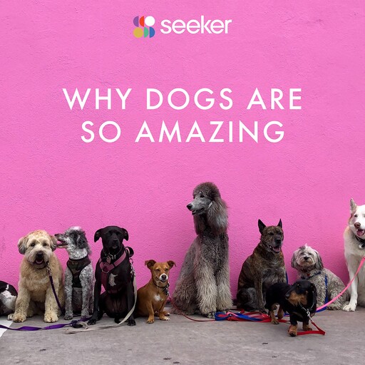 Why Dogs Are So Amazing, Seeker
