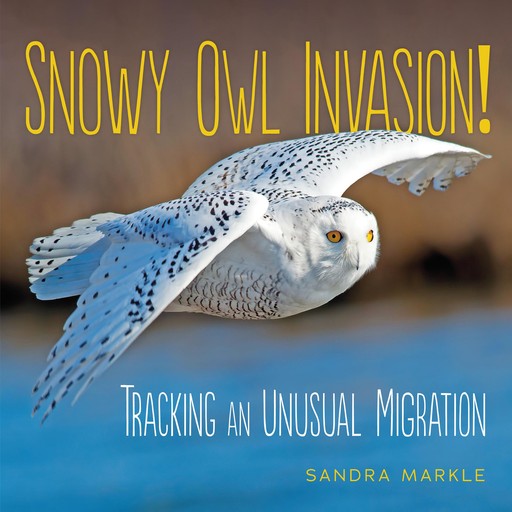 Snowy Owl Invasion!, Sandra Markle