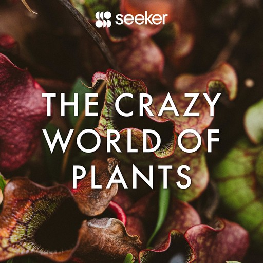 The Crazy World of Plants, Seeker
