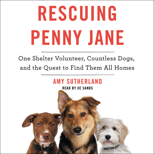 Rescuing Penny Jane, Amy Sutherland