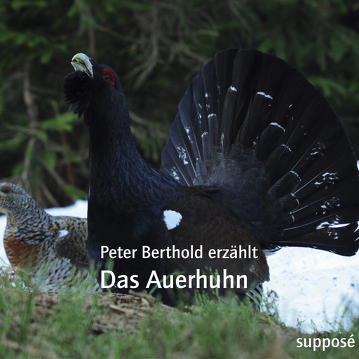 Das Auerhuhn, Klaus Sander, Peter Berthold