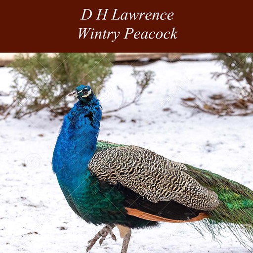 Wintry Peacock, David Herbert Lawrence