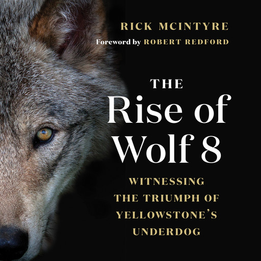 The Rise of Wolf 8 - Witnessing the Triumph of Yellowstone's Underdog - Alpha Wolves of Yellowstone: A Trilogy, Book 1 (Unabridged), Rick McIntyre