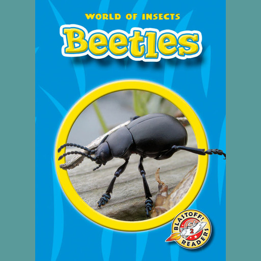 Beetles, Colleen Sexton