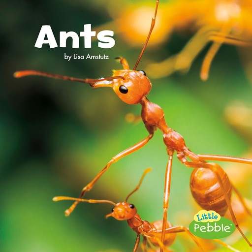 Ants, Lisa Amstutz