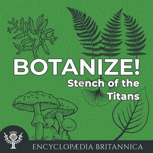 Stench of the Titans, Melissa Petruzzello