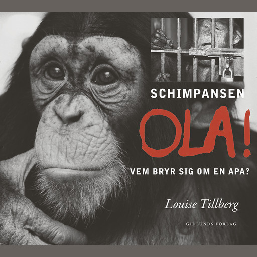 Schimpansen Ola! Vem bryr sig om en apa?, Louise Tillberg