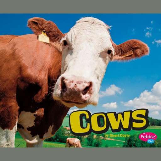 Cows, Sheri Doyle