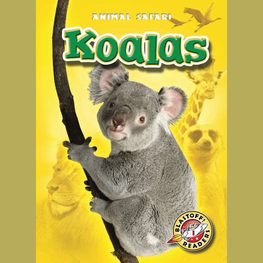 Koalas, Kari Schuetz