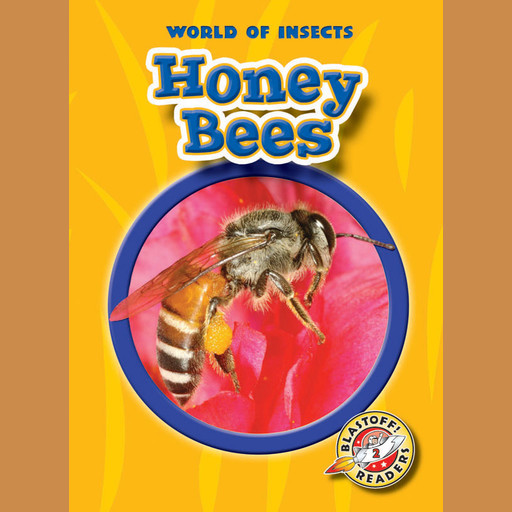 Honey Bees, Colleen Sexton