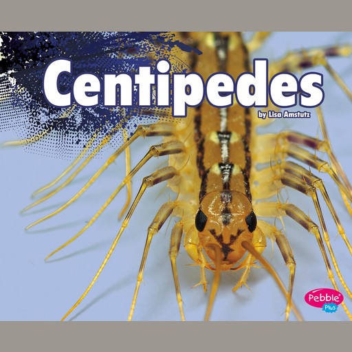 Centipedes, Lisa Amstutz