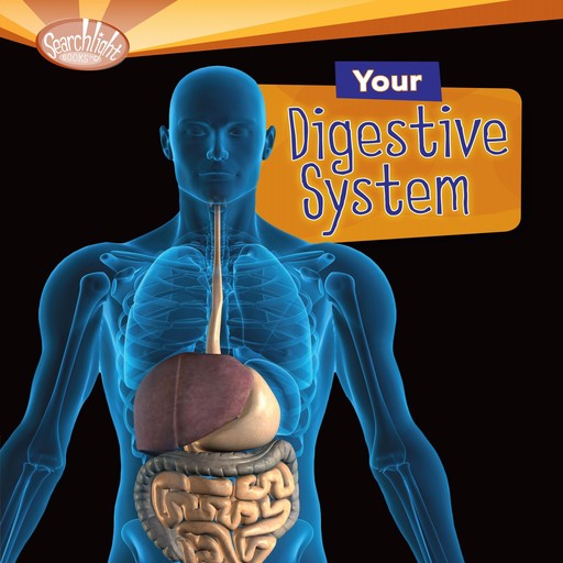 Your Digestive System, Rebecca Johnson