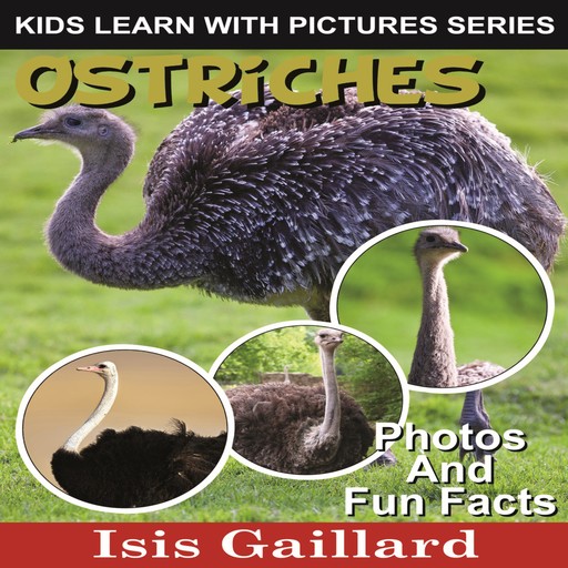 Ostriches, Isis Gaillard