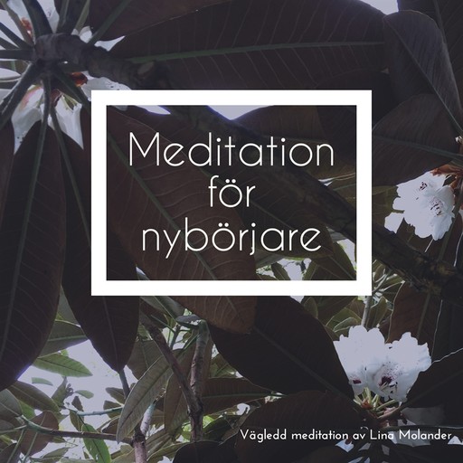 Meditation för nybörjare, Lina Molander