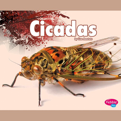 Cicadas, Lisa Amstutz