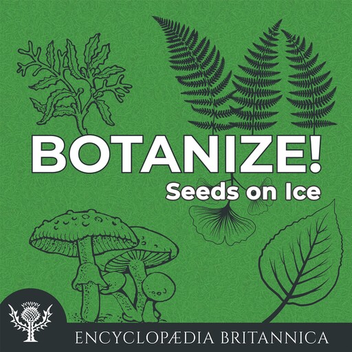 Seeds on Ice, Melissa Petruzzello