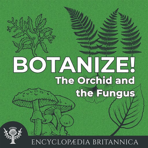 The Orchid and the Fungus, Melissa Petruzzello