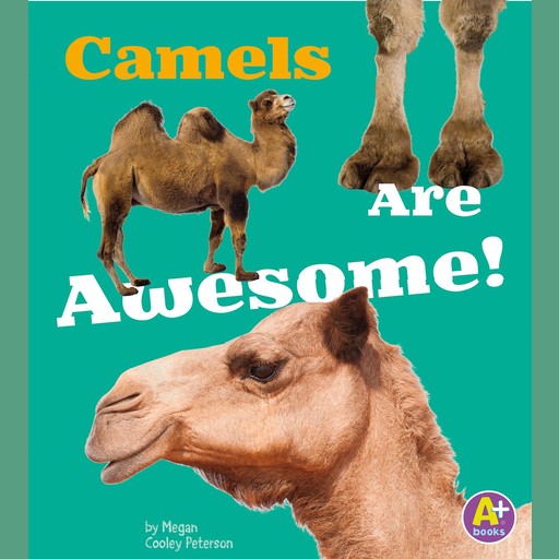 Camels Are Awesome!, Allan Morey