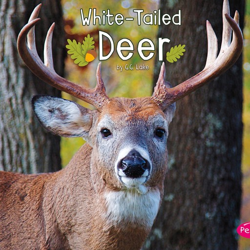 White-Tailed Deer, G.G. Lake