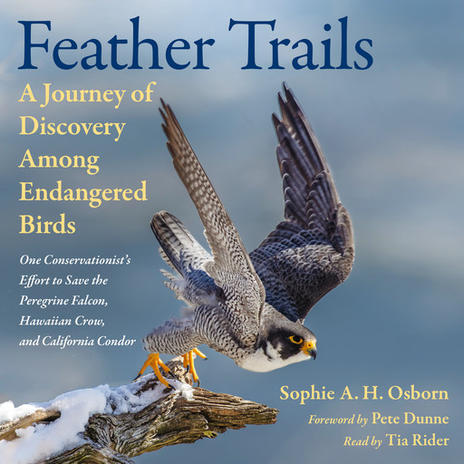 Feather Trails, Sophie A.H. Osborn