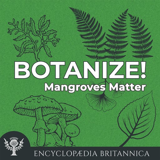 Mangroves Matter, Melissa Petruzzello