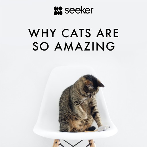 Why Cats Are So Amazing, Seeker