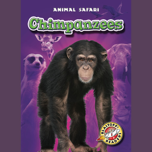 Chimpanzees, Derek Zobel