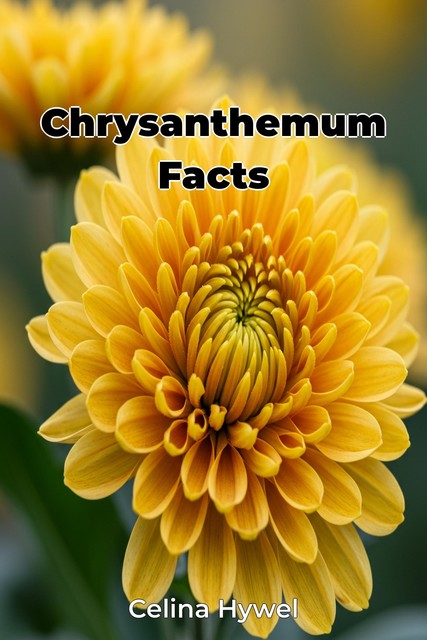 Chrysanthemum Facts, Celina Hywel