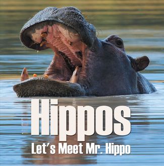 Hippos – Let's Meet Mr. Hippo, Baby Professor
