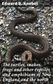 The turtles, snakes, frogs and other reptiles and amphibians of New England and the north, Edward Knobel